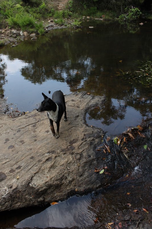 Julie, Gundu's mother, with one broken paw.